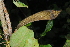  ( - OM4148)  @11 [ ] CreativeCommons - Attribution Non-Commercial Share-Alike (2013) Olivier Maurin University of Johannesburg, African Centre for DNA Barcoding (ACDB)