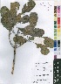  ( - OM4149)  @11 [ ] No Rights Reserved  Unspecified Unspecified