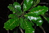  ( - OM4149)  @11 [ ] CreativeCommons - Attribution Non-Commercial Share-Alike (2013) Olivier Maurin University of Johannesburg, African Centre for DNA Barcoding (ACDB)
