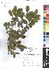  (Combretum hereroense var. hereroense - OM4158)  @11 [ ] No Rights Reserved  Unspecified Unspecified