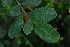  ( - OM4158)  @11 [ ] CreativeCommons - Attribution Non-Commercial Share-Alike (2013) Olivier Maurin University of Johannesburg, African Centre for DNA Barcoding (ACDB)