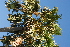  ( - OM4159)  @11 [ ] CreativeCommons - Attribution Non-Commercial Share-Alike (2013) Olivier Maurin University of Johannesburg, African Centre for DNA Barcoding (ACDB)