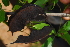  ( - OM4160)  @11 [ ] CreativeCommons - Attribution Non-Commercial Share-Alike (2013) Olivier Maurin University of Johannesburg, African Centre for DNA Barcoding (ACDB)