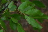  ( - OM4160)  @11 [ ] CreativeCommons - Attribution Non-Commercial Share-Alike (2013) Olivier Maurin University of Johannesburg, African Centre for DNA Barcoding (ACDB)