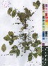  ( - OM4161)  @11 [ ] No Rights Reserved  Unspecified Unspecified