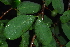  ( - OM4165)  @11 [ ] CreativeCommons - Attribution Non-Commercial Share-Alike (2013) Olivier Maurin University of Johannesburg, African Centre for DNA Barcoding (ACDB)