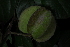  (Combretum obovatum - OM4166)  @11 [ ] CreativeCommons - Attribution Non-Commercial Share-Alike (2013) Olivier Maurin University of Johannesburg, African Centre for DNA Barcoding (ACDB)