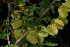  ( - OM4177)  @11 [ ] CreativeCommons - Attribution Non-Commercial Share-Alike (2013) Olivier Maurin University of Johannesburg, African Centre for DNA Barcoding (ACDB)