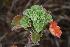  ( - OM4187)  @11 [ ] CreativeCommons - Attribution Non-Commercial Share-Alike (2013) Olivier Maurin University of Johannesburg, African Centre for DNA Barcoding (ACDB)