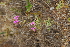  ( - OM4189)  @11 [ ] CreativeCommons - Attribution Non-Commercial Share-Alike (2013) Olivier Maurin University of Johannesburg, African Centre for DNA Barcoding (ACDB)