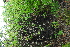  (Dioscorea elephantipes - OM4190)  @11 [ ] CreativeCommons - Attribution Non-Commercial Share-Alike (2013) Olivier Maurin University of Johannesburg, African Centre for DNA Barcoding (ACDB)