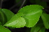  ( - OM4190)  @11 [ ] CreativeCommons - Attribution Non-Commercial Share-Alike (2013) Olivier Maurin University of Johannesburg, African Centre for DNA Barcoding (ACDB)