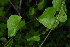  ( - OM4190)  @11 [ ] CreativeCommons - Attribution Non-Commercial Share-Alike (2013) Olivier Maurin University of Johannesburg, African Centre for DNA Barcoding (ACDB)