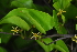  ( - OM4190)  @11 [ ] CreativeCommons - Attribution Non-Commercial Share-Alike (2013) Olivier Maurin University of Johannesburg, African Centre for DNA Barcoding (ACDB)
