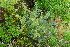  ( - OM4192)  @11 [ ] CreativeCommons - Attribution Non-Commercial Share-Alike (2013) Olivier Maurin University of Johannesburg, African Centre for DNA Barcoding (ACDB)