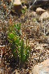  (Aloe bowiea - OM4197)  @11 [ ] No Rights Reserved  Unspecified Unspecified