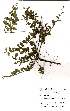  (Seddera - OM0521)  @11 [ ] Unspecified (default): All Rights Reserved  Unspecified Unspecified
