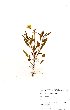  (Monsonia glauca - OM0719)  @11 [ ] No Rights Reserved  Unspecified Unspecified