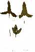  (Stylochateon - OM0787)  @11 [ ] No Rights Reserved  Unspecified Unspecified