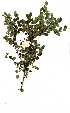  (Phyllanthus reticulatus - OM0958)  @11 [ ] No Rights Reserved  Unspecified Unspecified