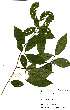  (Combretum acutifolium - OM_MvdB24)  @11 [ ] No Rights Reserved  Unspecified Unspecified