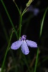  (Lobelia linearis - PG0029)  @11 [ ] CreativeCommons - Attribution Non-Commercial Share-Alike (2011) Olivier Maurin University of Johannesburg