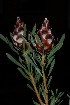  (Leucadendron rubrum - PG0063)  @11 [ ] CreativeCommons - Attribution Non-Commercial Share-Alike (2011) Olivier Maurin University of Johannesburg