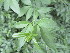  ( - PPRI-0029)  @11 [ ] No Rights Reserved  Unspecified Unspecified
