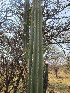  ( - PPRI-0038)  @11 [ ] No Rights Reserved  Unspecified Unspecified