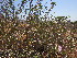  (Ipomoea carnea subsp. fistulosa - PPRI-0059)  @11 [ ] No Rights Reserved  Unspecified Unspecified