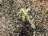  (Cylindropuntia fulgida - PPRI-0063)  @11 [ ] No Rights Reserved  Unspecified Unspecified