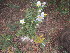  (Solanum sisymbriifolium - PPRI-0081)  @11 [ ] No Rights Reserved  Unspecified Unspecified