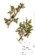  ( - PR932)  @11 [ ] No Rights Reserved  Unspecified Unspecified