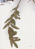  ( - AMM5822)  @11 [ ] No Rights Reserved  Unspecified Unspecified