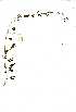  (Ipomoea coptica - RBN167)  @11 [ ] No Rights Reserved  Unspecified Unspecified