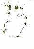  ( - RL1274)  @11 [ ] No Rights Reserved  Unspecified Unspecified