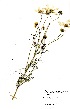  (Cosmos bipinnatus - RMK0018)  @11 [ ] No Rights Reserved  Unspecified Unspecified