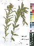  (Acalypha punctata - Turpin664)  @11 [ ] No Rights Reserved  Unspecified Unspecified