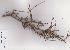  (Wiborgiella bowieana - Stirton13568)  @11 [ ] No Rights Reserved  Unspecified Unspecified
