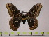  ( - BC-FMP-0049)  @15 [ ] Copyright (2010) Unspecified Research Collection of Frank Meister