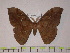  (Copaxa madrediosiana - BC-FMP-0132)  @15 [ ] Copyright (2010) Unspecified Research Collection of Frank Meister