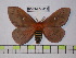  (Cerodirphia diosiana - BC-FMP-0315)  @14 [ ] Copyright (2010) Unspecified Research Collection of Frank Meister