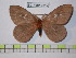  (Cerodirphia araguensis - BC-FMP-0317)  @14 [ ] Copyright (2010) Unspecified Research Collection of Frank Meister