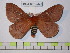  (Cerodirphia chanchillensis - BC-FMP-0323)  @14 [ ] Copyright (2010) Unspecified Research Collection of Frank Meister