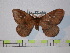  (Cerodirphia fuscarpishiana - BC-FMP-0325)  @13 [ ] Copyright (2010) Unspecified Research Collection of Frank Meister