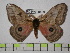  ( - BC-FMP-0383)  @13 [ ] Copyright (2010) Unspecified Research Collection of Frank Meister