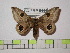  ( - BC-FMP-0444)  @15 [ ] Copyright (2010) Unspecified Research Collection of Frank Meister