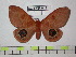  ( - BC-FMP-0451)  @13 [ ] Copyright (2010) Unspecified Research Collection of Frank Meister
