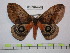  ( - BC-FMP-0688)  @12 [ ] Copyright (2010) Unspecified Research Collection of Frank Meister