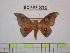  (Automerina auletes - BC-FMP-0762)  @15 [ ] Copyright (2010) Unspecified Research Collection of Frank Meister